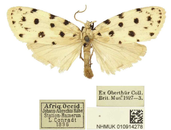 /filer/webapps/moths/media/images/A/akanthodis_Siccia_PTM_BMNH.jpg