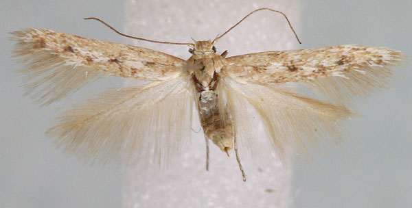 /filer/webapps/moths/media/images/A/alainensis_Scythris_PT_Bengtsson.jpg