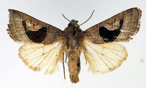 /filer/webapps/moths/media/images/A/alambica_Conservula_AM_Aulombard.jpg