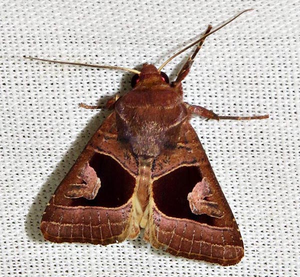 /filer/webapps/moths/media/images/A/alambica_Conservula_A_Braun_05.jpg
