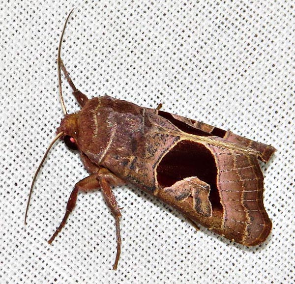 /filer/webapps/moths/media/images/A/alambica_Conservula_A_Braun_06.jpg
