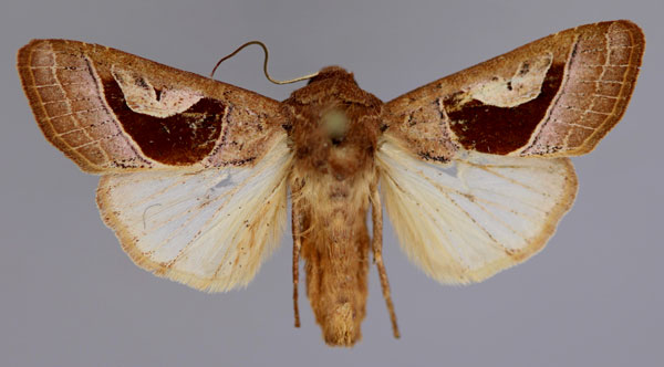 /filer/webapps/moths/media/images/A/alambica_Conservula_A_RMCA_01.jpg