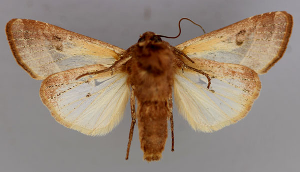 /filer/webapps/moths/media/images/A/alambica_Conservula_A_RMCA_02.jpg