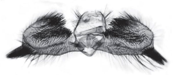 /filer/webapps/moths/media/images/A/alatheta_Bubonoxena_GMHT_Trematerra.jpg