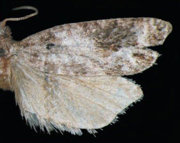 /filer/webapps/moths/media/images/A/alatheta_Bubonoxena_HT_Trematerra.jpg