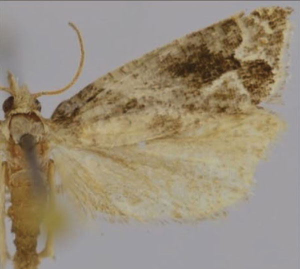 /filer/webapps/moths/media/images/A/alatheta_Syntozyga_AM_Trematerra.jpg