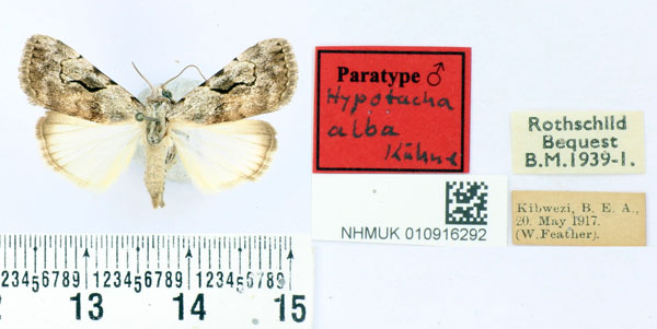 /filer/webapps/moths/media/images/A/alba_Hypotacha_PT_BMNH.jpg