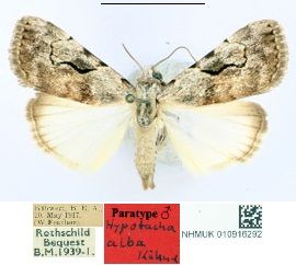 /filer/webapps/moths/media/images/A/alba_Hypotacha_PT_BMNH_JEZ37D3.jpg