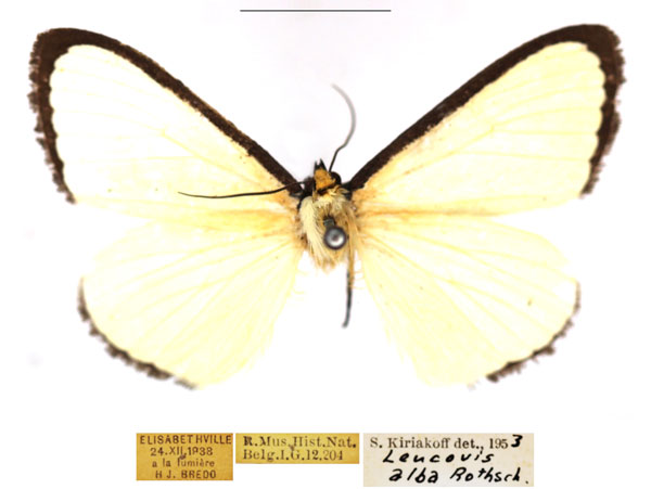 /filer/webapps/moths/media/images/A/alba_Leucovis_AM_RBINS.jpg