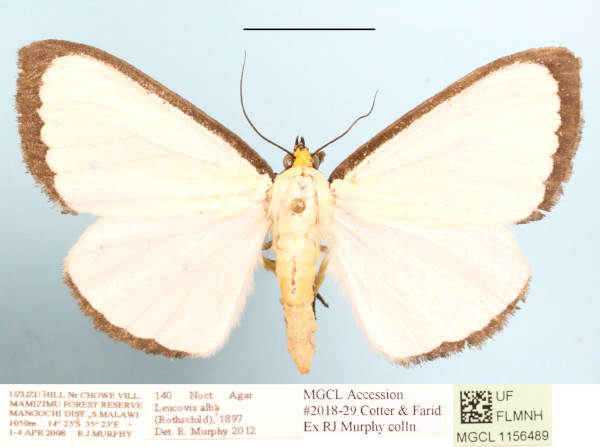 /filer/webapps/moths/media/images/A/alba_Leucovis_A_MGCLa_01.JPG