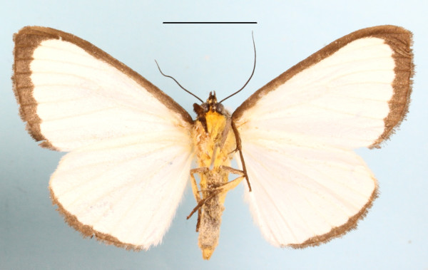 /filer/webapps/moths/media/images/A/alba_Leucovis_A_MGCLb_01.JPG
