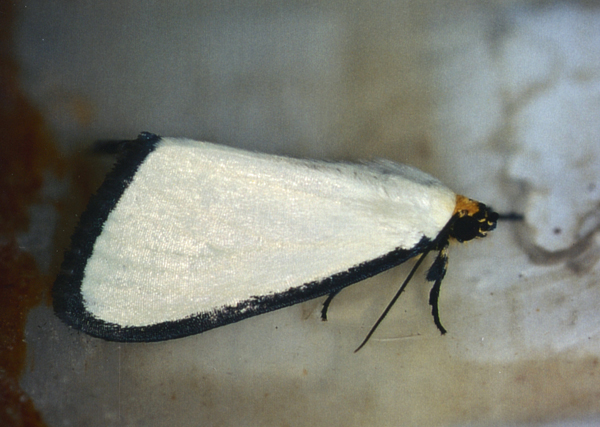 /filer/webapps/moths/media/images/A/alba_Leucovis_A_Roland_01.jpg