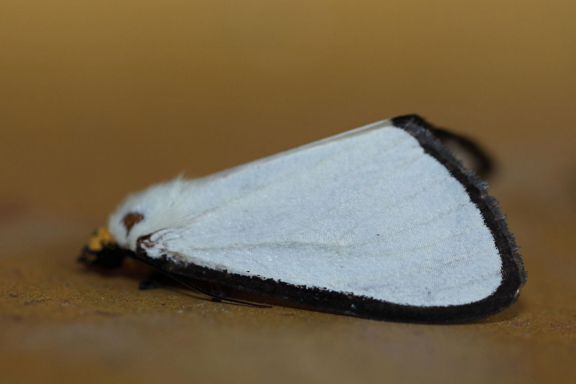 /filer/webapps/moths/media/images/A/alba_Leucovis_A_Voaden_01.jpg