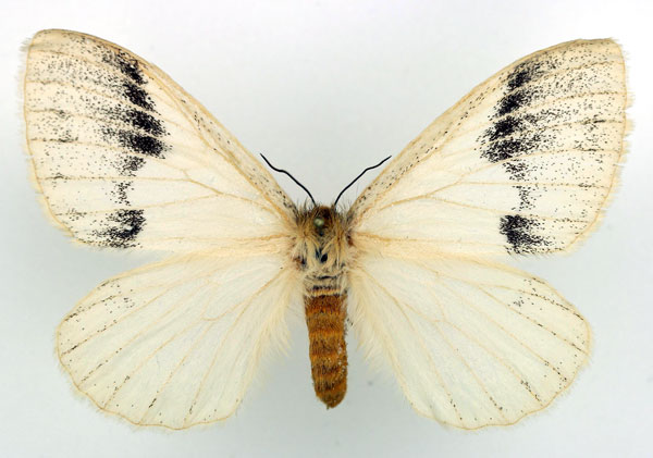 /filer/webapps/moths/media/images/A/alba_Phiala_AF_Basquin.jpg