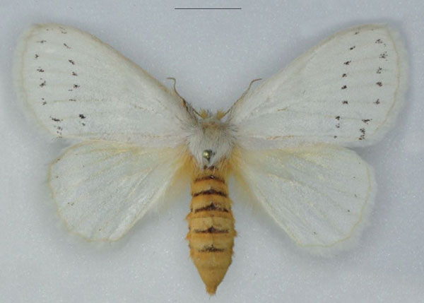 /filer/webapps/moths/media/images/A/alba_Phiala_AF_Ihle.jpg