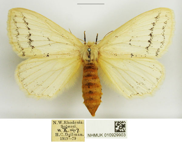 /filer/webapps/moths/media/images/A/alba_Phiala_AF_NHMUK.jpg