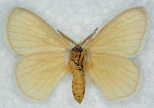 /filer/webapps/moths/media/images/A/alba_Phiala_AM_Ihleb.jpg