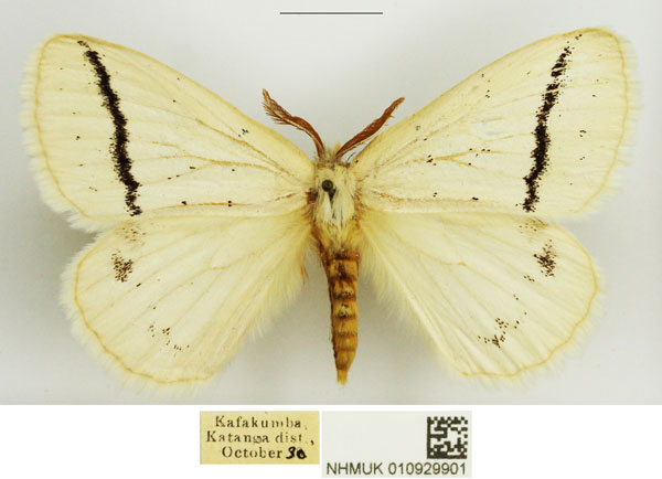 /filer/webapps/moths/media/images/A/alba_Phiala_AM_NHMUK_01.jpg
