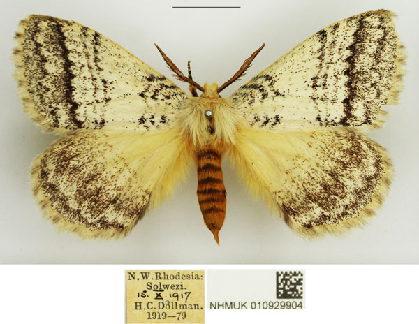 /filer/webapps/moths/media/images/A/alba_Phiala_AM_NHMUK_02.jpg
