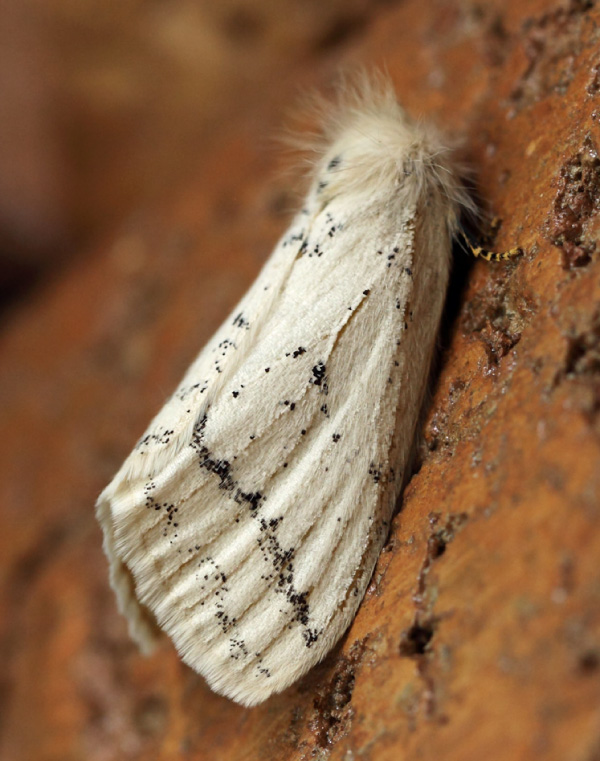 /filer/webapps/moths/media/images/A/alba_Phiala_A_Voaden.jpg