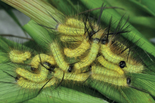 /filer/webapps/moths/media/images/A/alba_Phiala_L4_Ihle.jpg