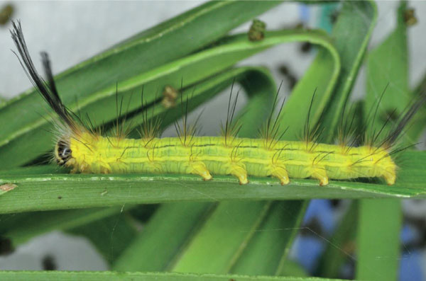 /filer/webapps/moths/media/images/A/alba_Phiala_L5_Ihle.jpg