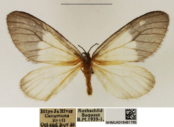 /filer/webapps/moths/media/images/A/albabasis_Staphylinochrous_A_NHMUK_01.jpg