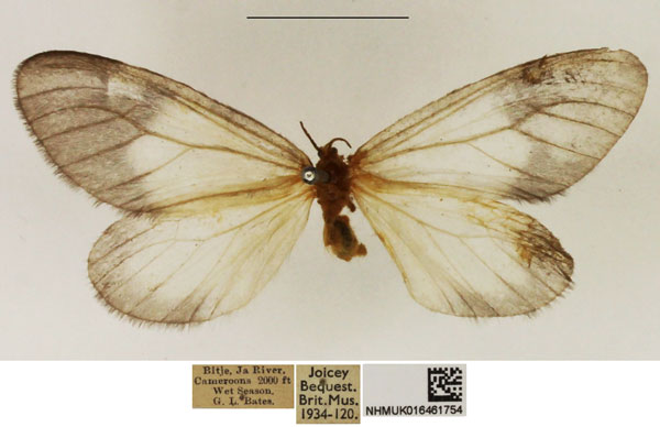 /filer/webapps/moths/media/images/A/albabasis_Staphylinochrous_A_NHMUK_03.jpg
