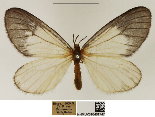 /filer/webapps/moths/media/images/A/albabasis_Staphylinochrous_A_NHMUK_05.jpg