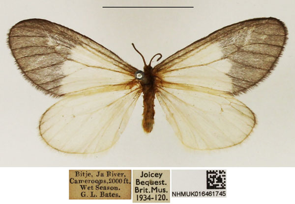 /filer/webapps/moths/media/images/A/albabasis_Staphylinochrous_A_NHMUK_06.jpg