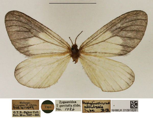 /filer/webapps/moths/media/images/A/albabasis_Staphylinochrous_HT_NHMUK.jpg