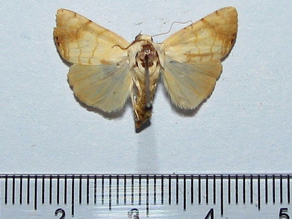/filer/webapps/moths/media/images/A/albago_Xanthodes_AF_Goff.jpg
