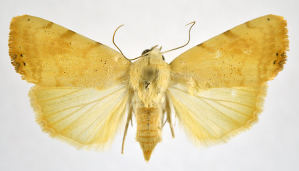 /filer/webapps/moths/media/images/A/albago_Xanthodes_AF_NHMO_02.jpg