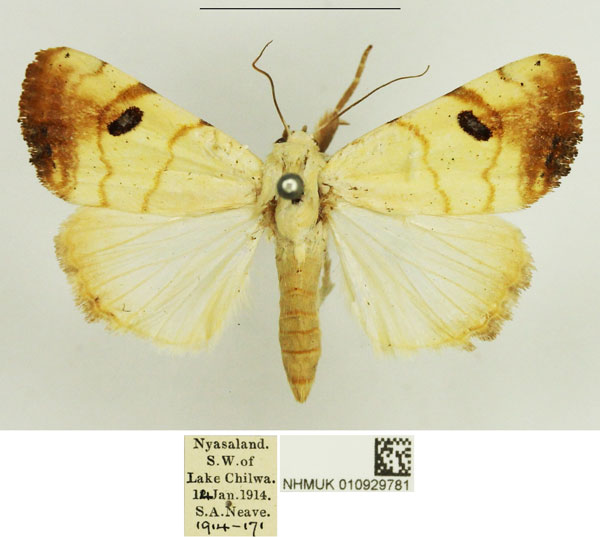/filer/webapps/moths/media/images/A/albago_Xanthodes_AF_NHMUK_01.jpg