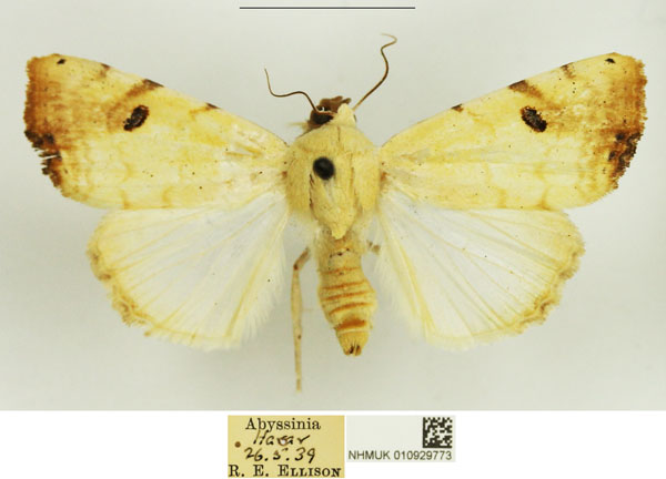 /filer/webapps/moths/media/images/A/albago_Xanthodes_AF_NHMUK_02.jpg