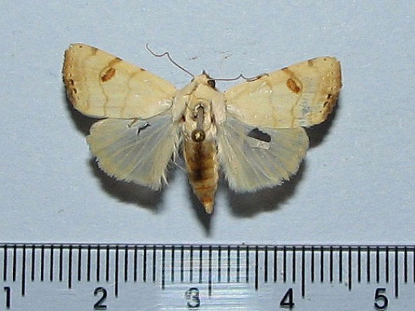 /filer/webapps/moths/media/images/A/albago_Xanthodes_AM_Goff.jpg