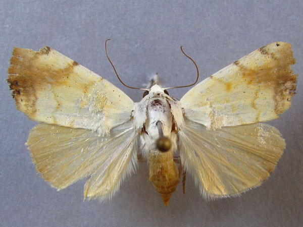 /filer/webapps/moths/media/images/A/albago_Xanthodes_A_Baron_01.jpg