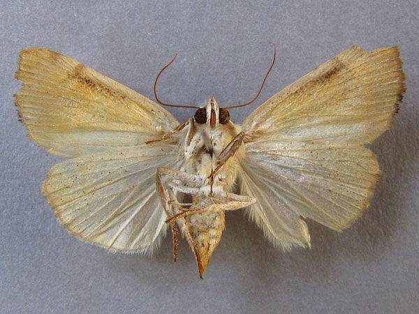 /filer/webapps/moths/media/images/A/albago_Xanthodes_A_Baron_02.jpg