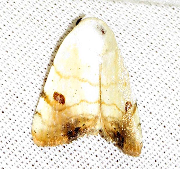 /filer/webapps/moths/media/images/A/albago_Xanthodes_A_Braun_18.jpg