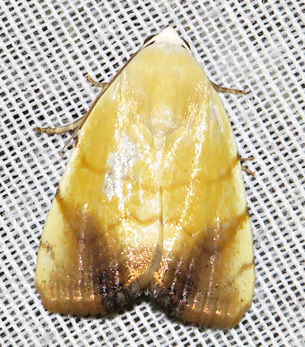 /filer/webapps/moths/media/images/A/albago_Xanthodes_A_Braun_19.jpg