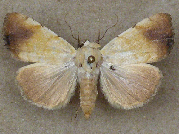 /filer/webapps/moths/media/images/A/albago_Xanthodes_A_Butler.jpg