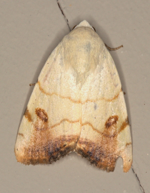 /filer/webapps/moths/media/images/A/albago_Xanthodes_A_Heyns_01.jpg