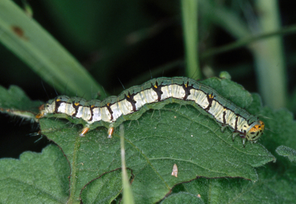 /filer/webapps/moths/media/images/A/albago_Xanthodes_C_Roland_01.jpg