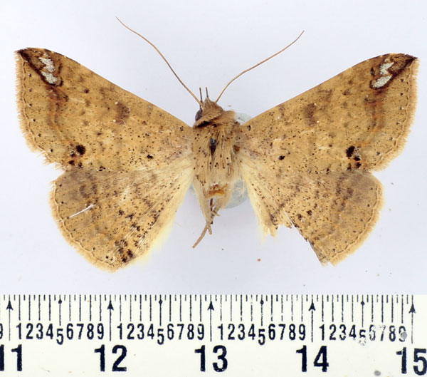 /filer/webapps/moths/media/images/A/albangula_Ericeia_AF_BMNH_02.jpg