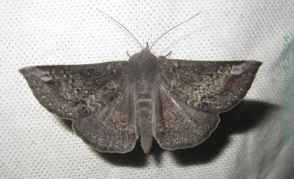 /filer/webapps/moths/media/images/A/albangula_Ericeia_A_Bippus.jpg