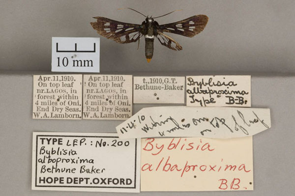 /filer/webapps/moths/media/images/A/albaproxima_Byblisia_HT_OUMNH_01.jpg