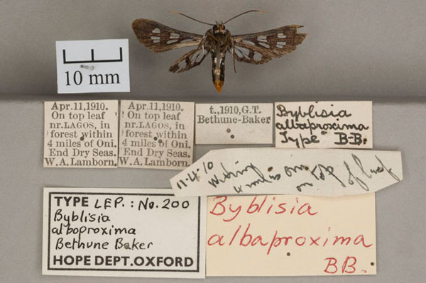 /filer/webapps/moths/media/images/A/albaproxima_Byblisia_HT_OUMNH_02.jpg