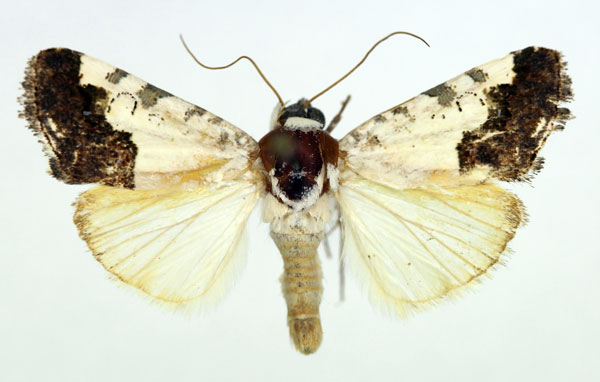 /filer/webapps/moths/media/images/A/albarabica_Acontia_AM_Aulombard_01.jpg