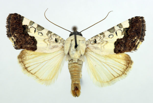 /filer/webapps/moths/media/images/A/albarabica_Acontia_AM_Aulombard_02.jpg