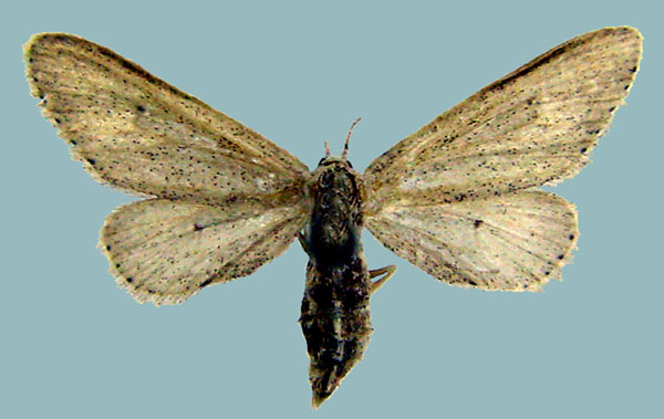 /filer/webapps/moths/media/images/A/albatus_Lycaugidia_AF_ZSMa.jpg